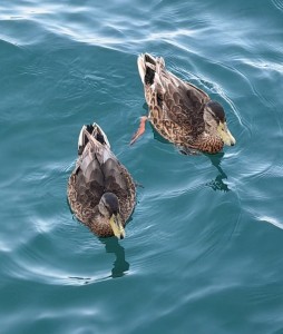 IMG_3218